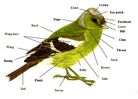 Bird.parts Bird.parts