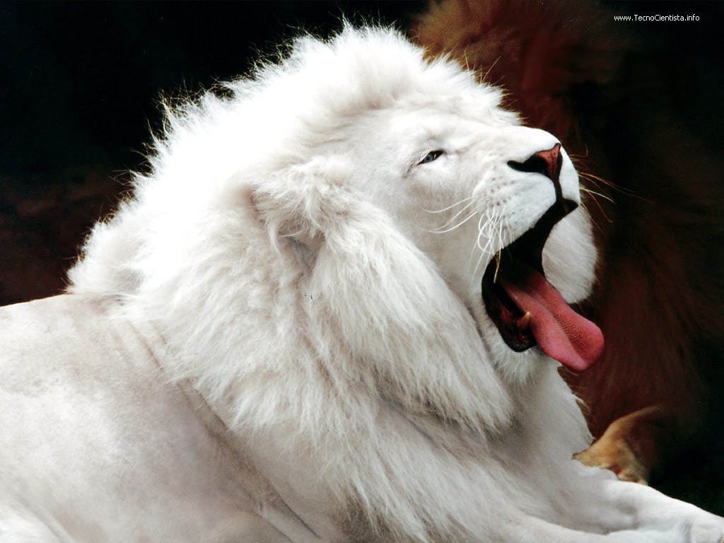 white_lion